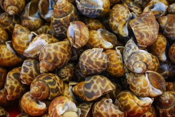 Group fresh areola babylon or spotted babylon on ice at supermarket, delicious seafood for cooking meal or dinner or appetizer