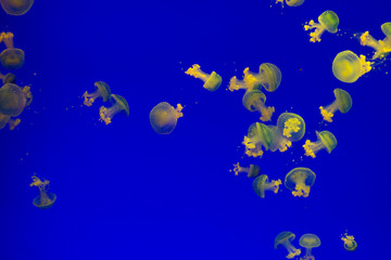Group of big yellow and blue jellyfishes
