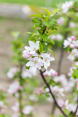 Blooming apple tree branch in spring