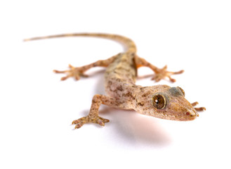 lizard close up on a white background