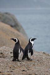 Two African penguin (Spheniscus demersus) on Boulders Beach near Cape Town South Africa