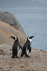Obraz premium Two African penguin (Spheniscus demersus) on Boulders Beach near Cape Town South Africa