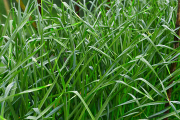 Fototapeta na wymiar Lots of green grass close up