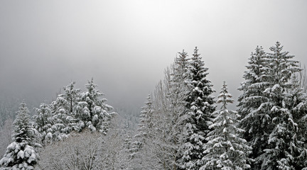 Snow covered trees line a pathway in a alpine forest in the valley of chamonix in the French Alps. The trees bend over under the weight of new fallen snow.