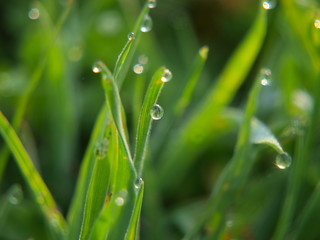  Fairy Dew at Sunrise