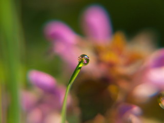  Fairy Dew at Sunrise