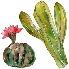 Green cactus floral botanical flower. Watercolor background illustration set. Isolated cacti illustration element.