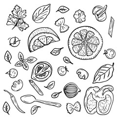 Hand drawing vegetables, herbs, spices for pasta in doodle style on white background. Doodle drawing vegetable and food ingredients. Italian cuisine. Food and dieting concept.