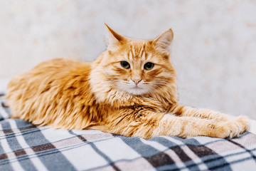 Ginger cat on a striped bedspread