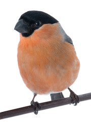 portrait male bullfinch on a white