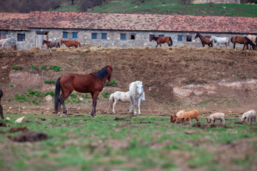 Group of wild horses in landscepe