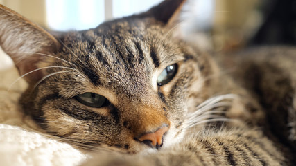 A cat lying on the sofa, close up. selective focus