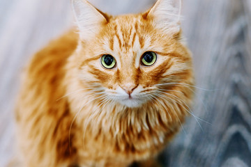 Naklejka premium Ginger cat on a striped bedspread