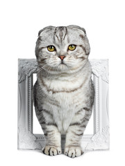 Cute young silver tabby Scottish Fold cat kitten standing facing front through white photo frame looking at camera with yellow eyes. Isolated on a white background. 