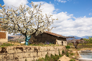 Fototapeta na wymiar Paisaje con cerezo en flor.