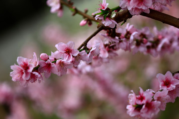 Fototapeta na wymiar Beautiful peach blossom