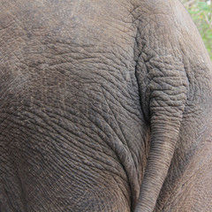 Fototapeta premium An elephant's ass, closeup
