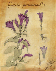 Blooming herbs illustration