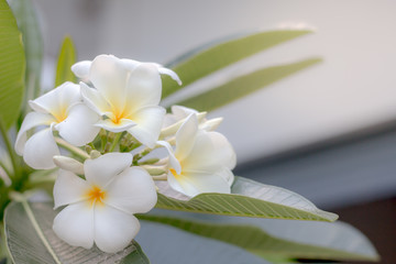 Frangipani flowers select background