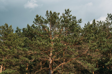Baltic Seaside Tree - 247546133