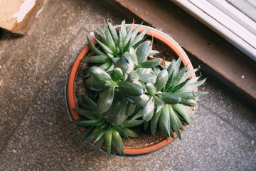 Overhead view of a plant in a pot - 247546194