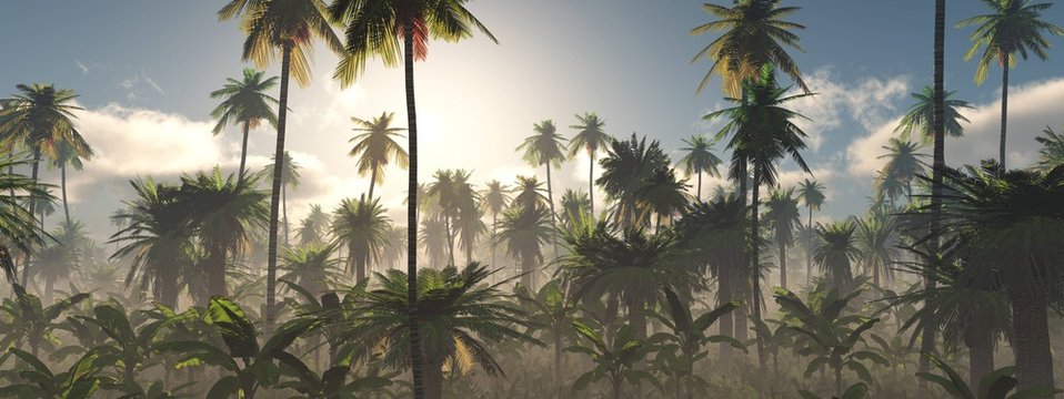 Morning in the jungle, Jungle in the fog, Panorama of the rainforest, palm trees in the fog, jungle in the haze,