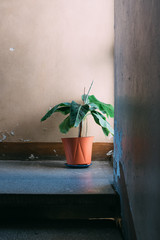 Plant in a stairwell - 247546326