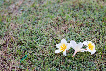 Frangipani flowers select background