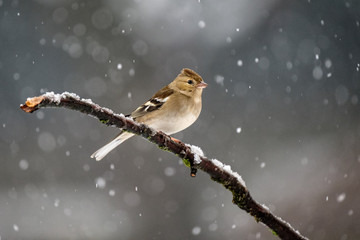 Fringuello sotto la neve