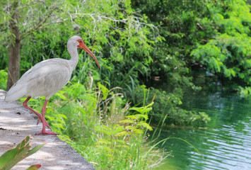 just bird