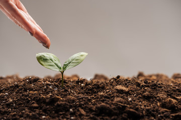 cropped view of woman holding hand near small green plant isolated on grey