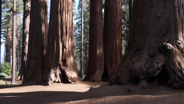 Giant sequoia trees in Sequoia National Park, California, USA