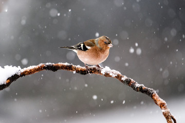 Fringuello sotto la neve