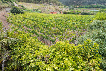 Fototapeta na wymiar Panoramic view of vineyard
