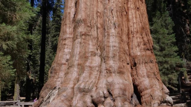 General Sherman - The biggest tree in the world, Sequoia Park, California, USA