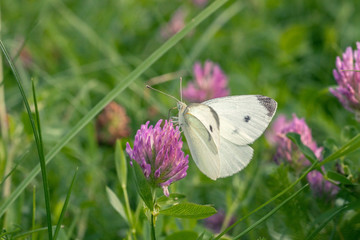 Small white cabbage butterfly on pink clover