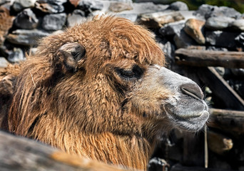 Bactrian camel's head. Latin name - Camelus bactrianus