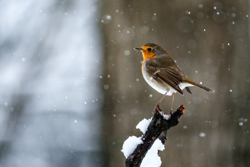 Pettirosso sotto la neve