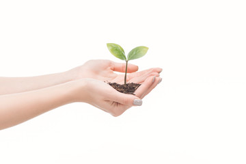 cropped view of female hands holding ground with green plant isolated on white