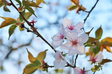 花　さくら　春　山桜　とちぎ