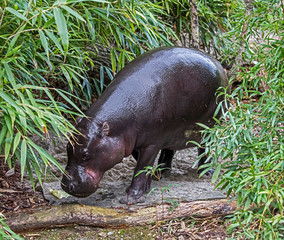 Pigmy hippopotamus. Latin name - Hexaprotodon libiriensis