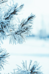 frozen spruce in hoarfrost in winter afternoon