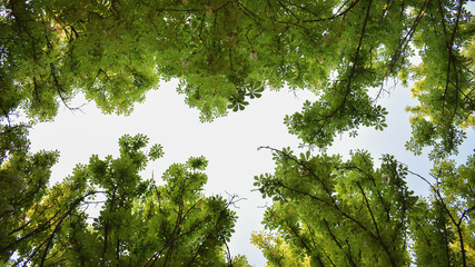 green leaves on blue background