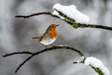 Pettirosso sotto la neve