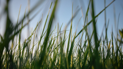 Green grass in the wind