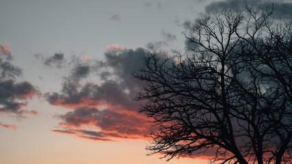 tree in sunset