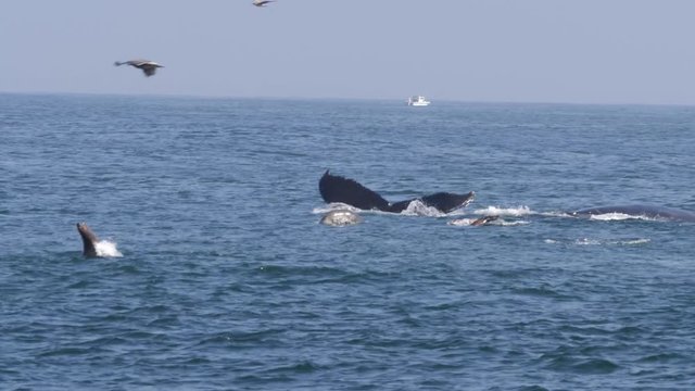 Two humpback whales and California sea lions during hunting at Monterey Bay, USA