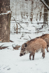 Wildschwein im Wald - Winter 