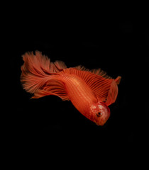 Fototapeta premium Style of orange siamese fighting fish isolated on black background.