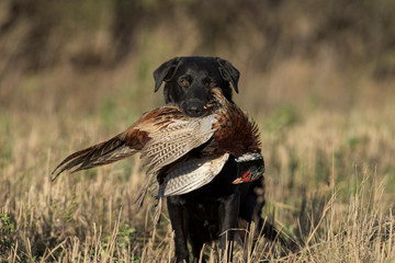 A Black Lab with a rooster pheasant